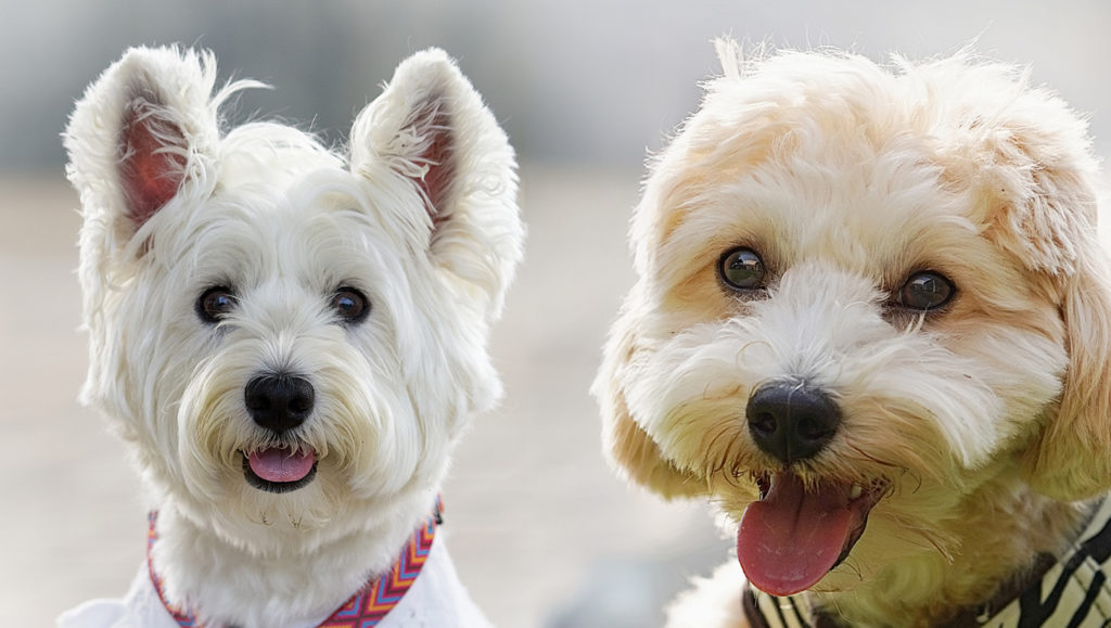 PAWTOPIA（パウトピア）｜愛犬と楽しむアスレチック&カフェ - 岡崎市の人と犬と自然の共生空間