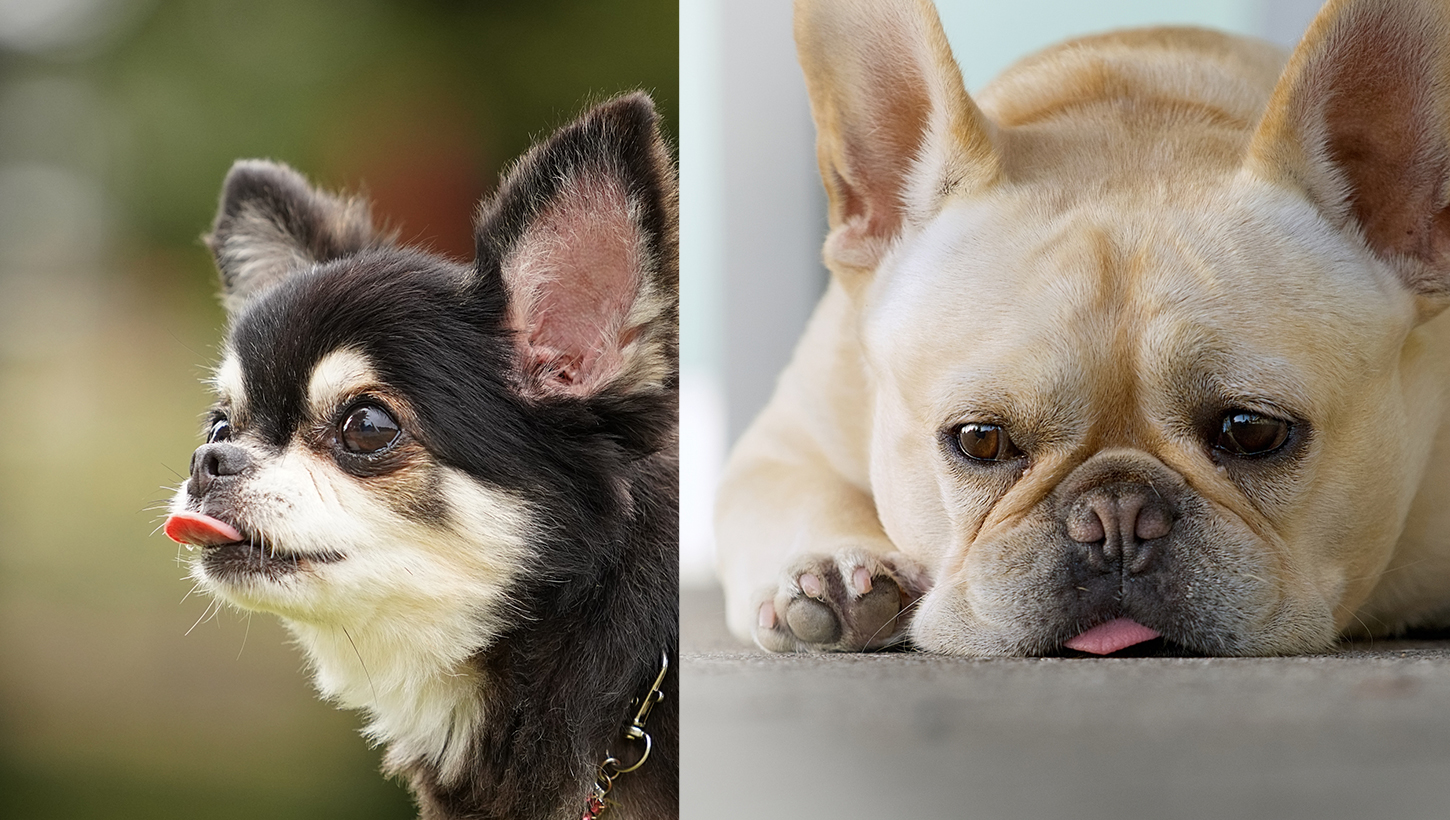 PAWTOPIA（パウトピア）｜愛犬と楽しむアスレチック&カフェ - 岡崎市の人と犬と自然の共生空間