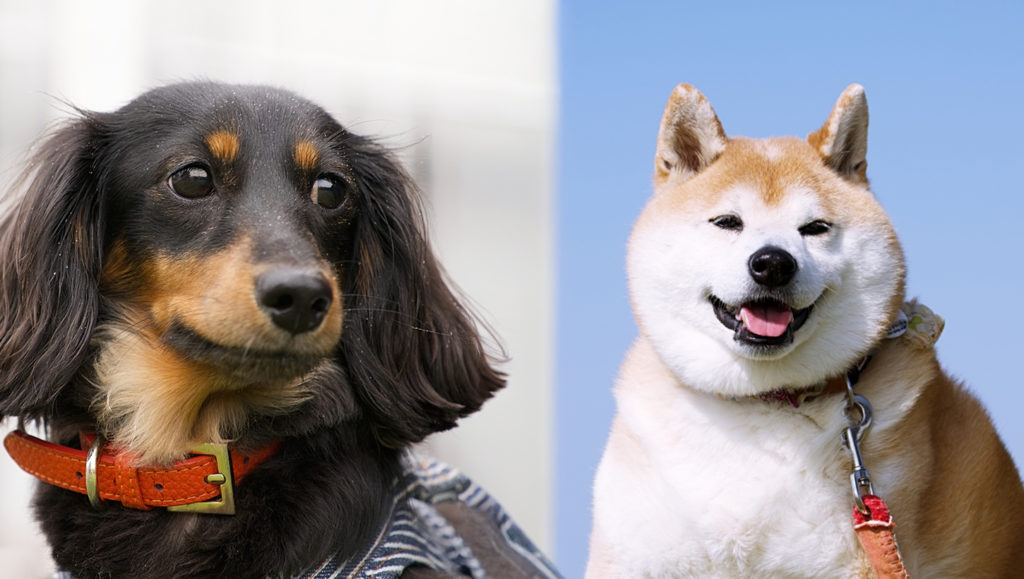 PAWTOPIA（パウトピア）｜愛犬と楽しむアスレチック&カフェ - 岡崎市の人と犬と自然の共生空間