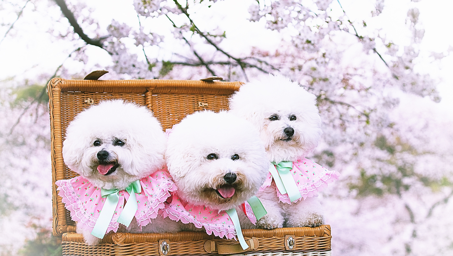 PAWTOPIA（パウトピア）｜愛犬と楽しむアスレチック&カフェ - 岡崎市の人と犬と自然の共生空間