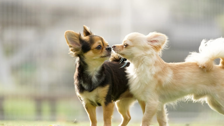 PAWTOPIA（パウトピア）｜愛犬と楽しむアスレチック&カフェ - 岡崎市の人と犬と自然の共生空間