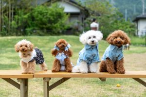 PAWTOPIA（パウトピア）｜愛犬と楽しむドッグラン・カフェ・アスレチック