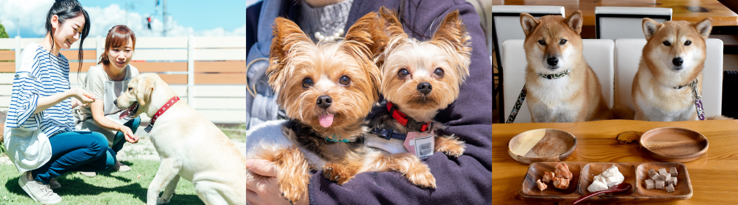 PAWTOPIA（パウトピア）｜愛犬と楽しむドッグラン・カフェ・アスレチック