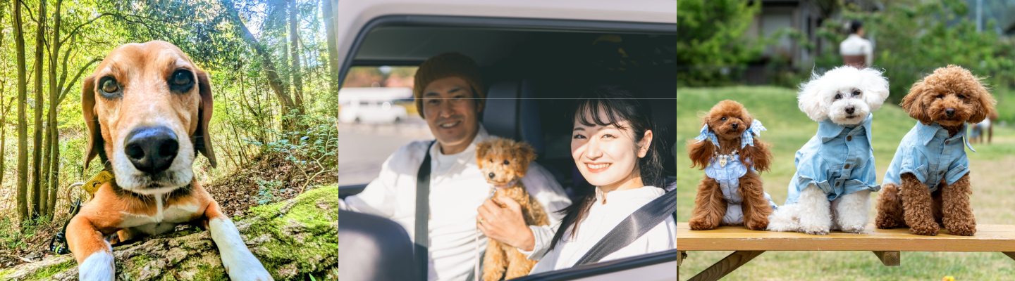 PAWTOPIA（パウトピア）｜愛犬と楽しむドッグラン・カフェ・アスレチック